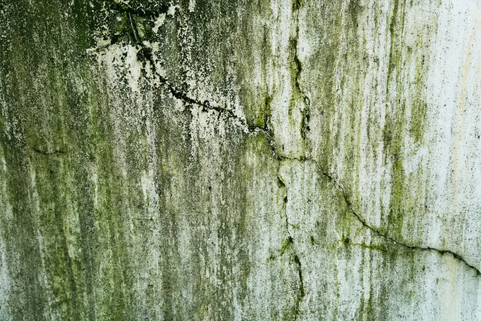 The Safeace Mold Removal Story: Dedicated to a Healthier Altoona